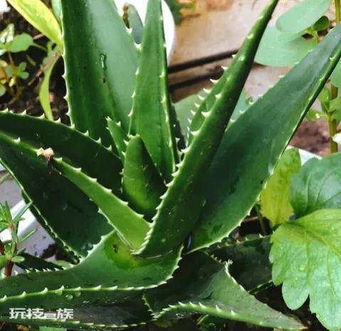哪些绿植适合在室内养(净化空气还好看的10大室内植物)-图片5